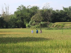 Jatiwangi Art Factory Luncurkan Hutan Kolektif Pertama di Dunia