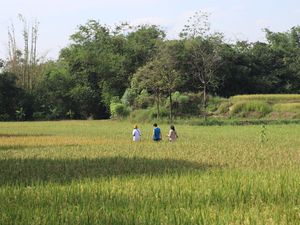 Jatiwangi Art Factory Luncurkan Hutan Kolektif Pertama di Dunia Jatiwangi Art Factory Luncurkan Hutan Kolektif Pertama di Dunia