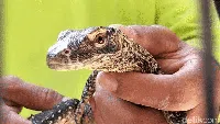 Kabar Baik! Kebun Binatang Surabaya Tambah Koleksi 29 Bayi Komodo