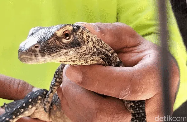 Kabar Baik! Kebun Binatang Surabaya Tambah Koleksi 29 Bayi Komodo