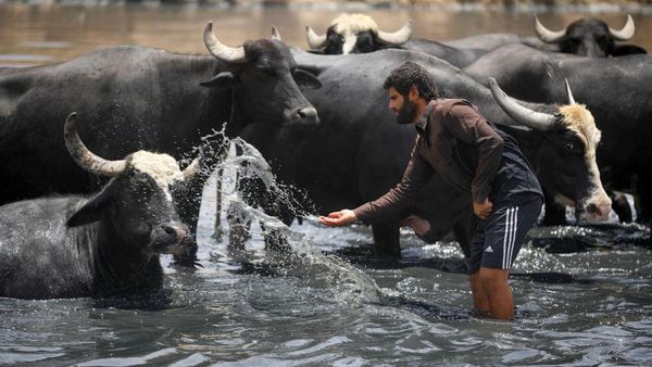 Kekeringan di Irak Paksa Kerbau Mandi di Kubangan Limbah