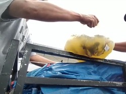 Basuki Rugi Belasan Juta, Ikan Hias Mati gegara KMP Nusa Dua Kandas