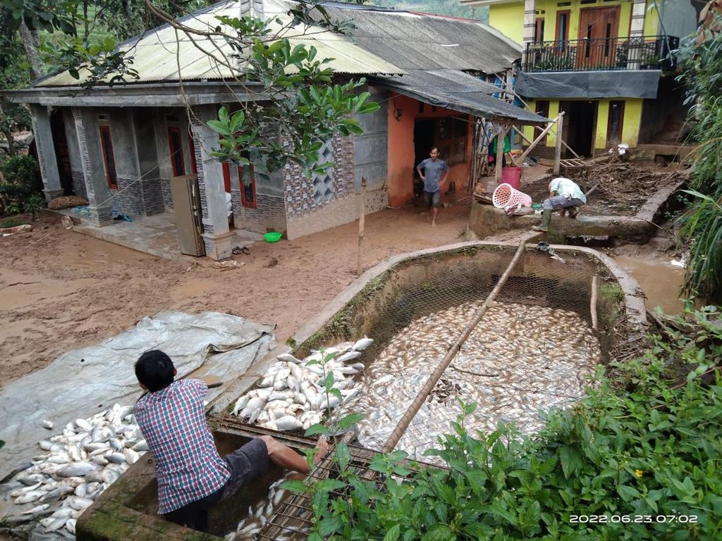 5 Ton Ikan Gagal Panen Akibat Banjir Bandang di Pamijahan Bogor