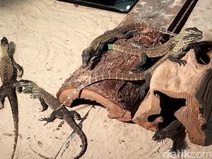 Komodo Hasil Penangkaran KBS Siap Dilepas ke Habitat Alami