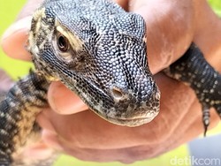 29 Telur Komodo Menetas, Koleksi KBS Jadi 134 Ekor