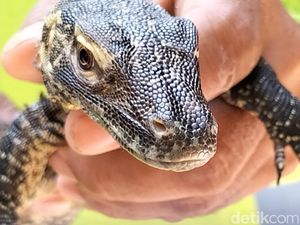 29 Telur Komodo Menetas, Koleksi KBS Jadi 134 Ekor 29 Telur Komodo Menetas, Koleksi KBS Jadi 134 Ekor