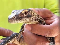 Kabar Gembira! Surabaya Berhasil Tetaskan 29 Telur Komodo