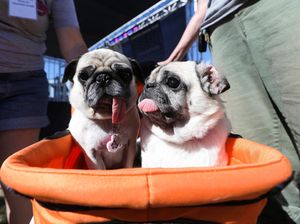 Ada Kontes Anjing Terjelek Dunia di Amerika Ada Kontes Anjing Terjelek Dunia di Amerika