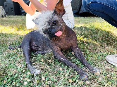 Kontes Anjing Terjelek Dunia Digelar di AS, Ini Pemenangnya