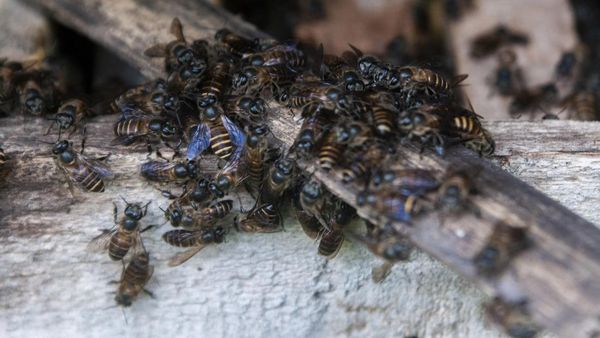 Manisnya Budi Daya Lebah Madu di Lebak Banten