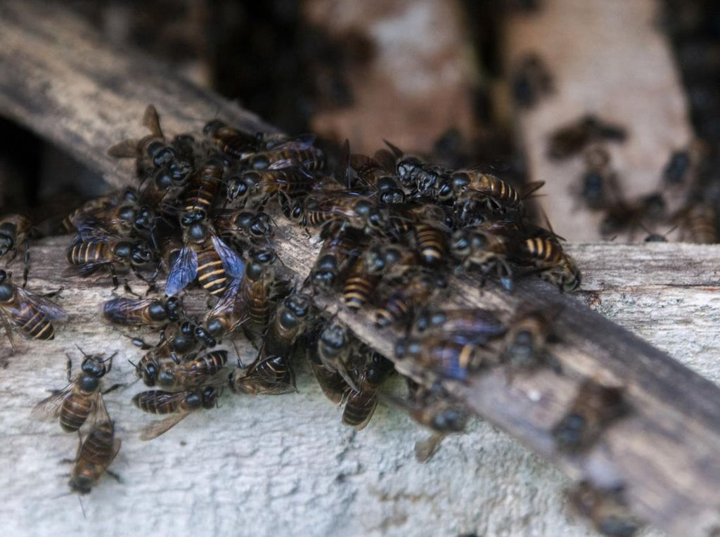 Umur Lebah Madu Kini Lebih Pendek Dibanding 50 Tahun Lalu