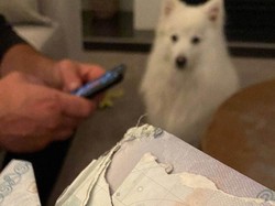 Besok Pagi Terbang ke Fiji, Eh Malamnya Paspor Turis Ini Dikunyah Anjing