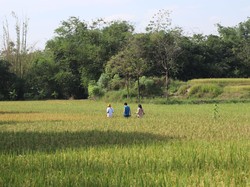 Kenalin Ini Perhutana, Hutan Kolektif Pertama di Dunia dari Majalengka