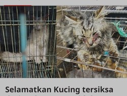Muncul Petisi Selamatkan Kucing Tersiksa di Pasar Splendid Malang