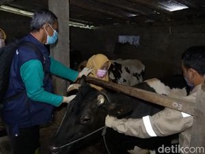 Hendak Divaksin PMK, Pedet di Boyolali Ini Kabur