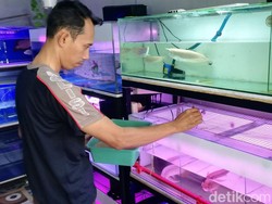 Berawal dari Hobi, Polisi Pasuruan Raup Cuan Jadi Dokter Arwana