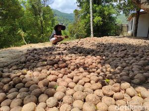 Harga Porang Anjlok, Petani Wonogiri Pilih Tunda Panen