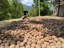 Harga Porang Anjlok, Petani Wonogiri Pilih Tunda Panen
