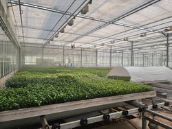 Andre Rosiade Apresiasi Jamkrindo-BNI Bantu Ekspor Petani Bunga