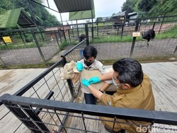 Ribuan Hewan Ternak di KBB Terpapar Wabah PMK