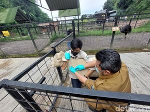 Ribuan Hewan Ternak di KBB Terpapar Wabah PMK Ribuan Hewan Ternak di KBB Terpapar Wabah PMK