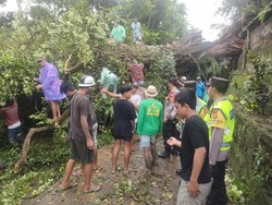 Beringin Usia 200 Tahun Timpa Tembok Pura Puseh di Tabanan