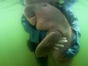 Tentang Mitos Ikan Duyung dan Fakta di Baliknya Tentang Mitos Ikan Duyung dan Fakta di Baliknya