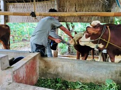 Banyuwangi Tuntaskan Vaksin Tahap Pertama 3.300 Ekor Sapi Antisipasi PMK