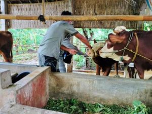 Banyuwangi Tuntaskan Vaksin Tahap Pertama 3.300 Ekor Sapi Antisipasi PMK Banyuwangi Tuntaskan Vaksin Tahap Pertama 3.300 Ekor Sapi Antisipasi PMK