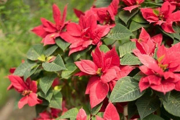 Kastuba memiliki bunga yang cantik