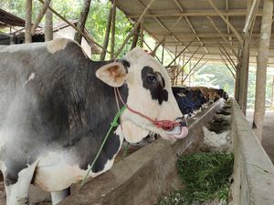 Ada Wabah PMK, Pemkab Lebak Cek Kondisi Hewan Ternak Jelang Idul Adha