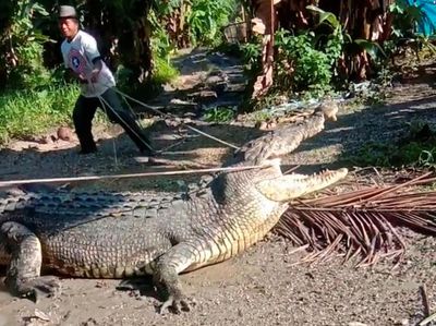 Lihat Aksi Kakek di Buton Tangkap Buaya 4 Meter Pakai Tali