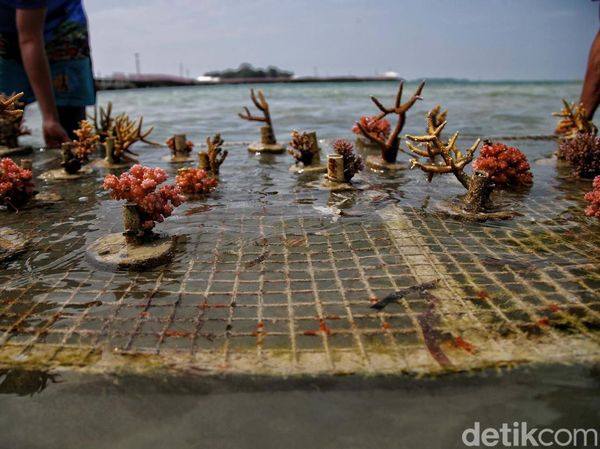 Kerja Keras Pelestarian Terumbu Karang di Kepulauan Seribu