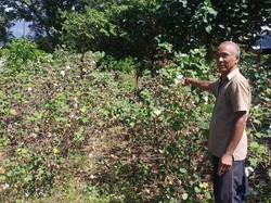 Harga Jual Kapas Dikeluhkan Petani di Karangasem