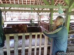 Puluhan Sapi di Pangandaran Mogok Makan Imbas Terjangkit PMK