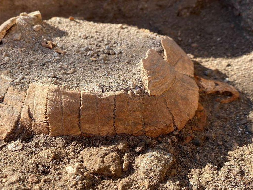 Kura-kura Hamil Berusia 2.000 Tahun di Reruntuhan Pompeii