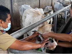Cegah Wabah PMK, Ratusan Sapi Perah di Bogor Divaksinasi