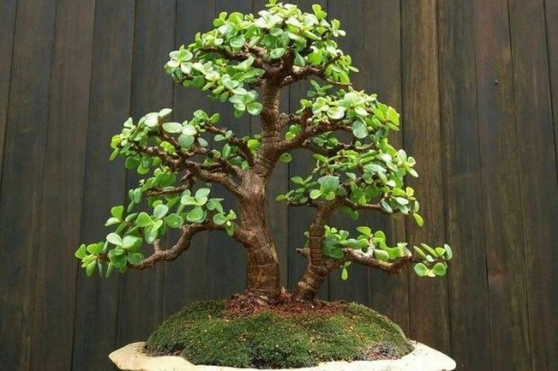 Bonsai memiliki bentuk tanaman yang kecil