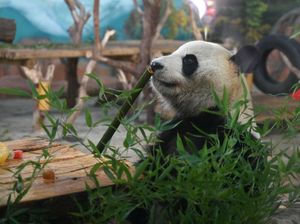 AS Sambut 2 Panda Baru, Ibu Negara Juga Ikut Senang AS Sambut 2 Panda Baru, Ibu Negara Juga Ikut Senang