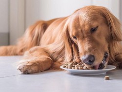 Hidup di Inggris Kian Mahal, Hewan Piaraan Diserahkan ke Organisasi Sosial