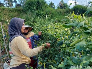 Begal Cabai Hantui Petani di Lembang