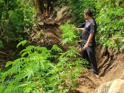 Arkeolog Minta Ladang Ganja di Gunung Karuhun Cianjur Dibabat