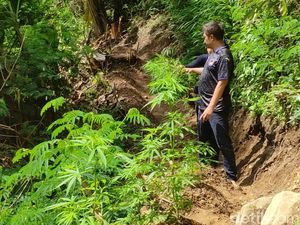 Perhutani Angkat Bicara soal Lahan Jadi Ladang Ganja di Cianjur Perhutani Angkat Bicara soal Lahan Jadi Ladang Ganja di Cianjur
