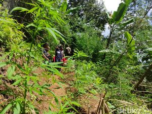Peran Tersangka H dalam Kasus Ladang Ganja di Cianjur Peran Tersangka H dalam Kasus Ladang Ganja di Cianjur