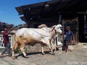 Tata Cara Kurban di Wonogiri Cegah PMK: Jeroan-Daging Dimasak 30 Menit