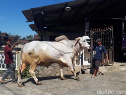 Tata Cara Kurban di Wonogiri Cegah PMK: Jeroan-Daging Dimasak 30 Menit