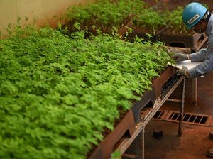 Lestarikan Danau Toba, MIND ID Target Tanam 300 Ribu Pohon di 2022