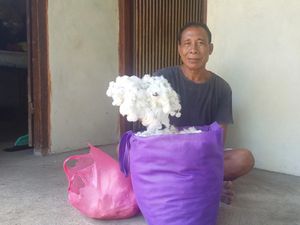 Pengepul Karangasem Beli Kapas Murah karena Harga Pasaran Anjlok