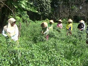 Harga Cabai Meroket Jadi Berkah Bagi Petani di Brebes