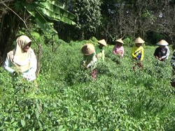 Harga Cabai Meroket Jadi Berkah Bagi Petani di Brebes